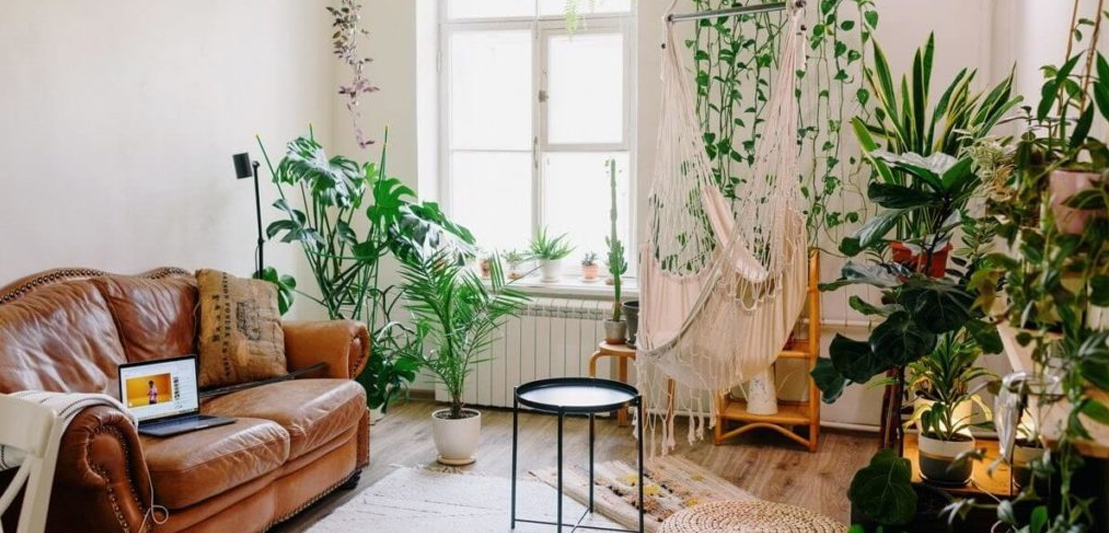 Scaling New Heights: Elevate Your Home Decor with Climbing Plants!